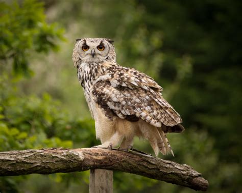 Eurasian Eagle Owl Facts Diet Habitat And Pictures On