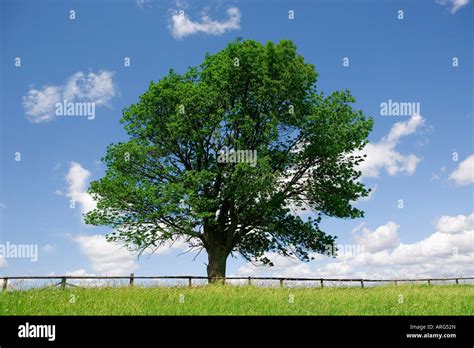 Lone Tree In Field Stock Photo Alamy