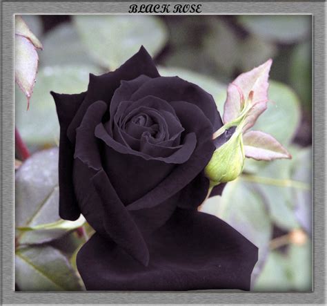 There are 178261 black and white rose suppliers, mainly located in asia. Photo Gallery : Black Rose ~ Flower WallpaperPhoto Gallery
