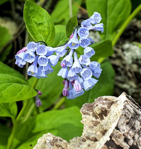 Bluebells At Riverbend Park Great Falls Va 2022 Stephen Hung