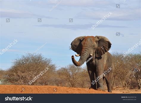 Kamati Elephant Bull Namibia Prior Mock Stock Photo 2022593132