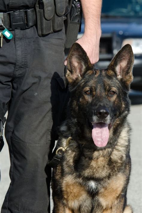 A K9 Police Officer With His Dog Germanshepherd German Shepherd