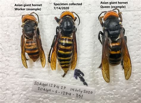 Giant Cicada Killer Wasps Unusually Active In Northeastern Us Big
