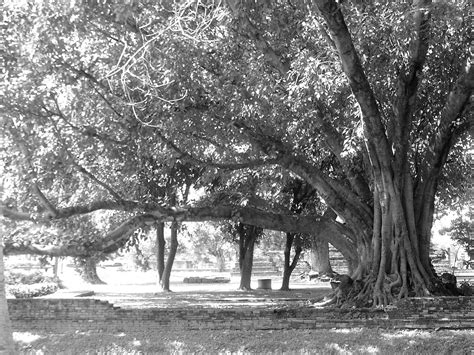 The Peace Tree Free Photo Download Freeimages