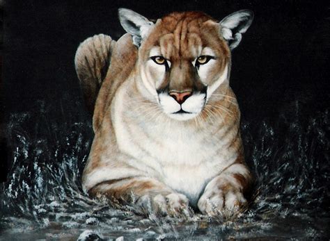 Cougar Waiting Painting By Didi Higginbotham
