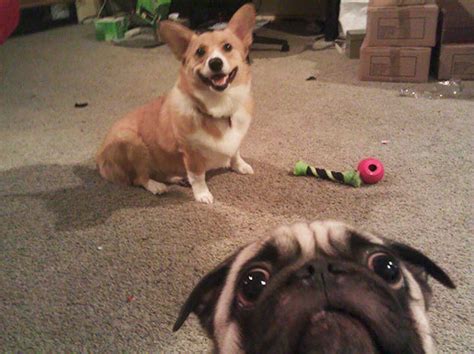 22 Funny Animal Selfies Are The Cutest Thing Youll See All Day