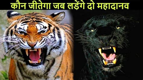 कौन जीतेगा इस लड़ाई में Tiger Vs Black Panther Youtube