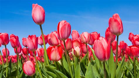 Nature Desktop Background Tulips Flower In Spring Hd Wallpapers