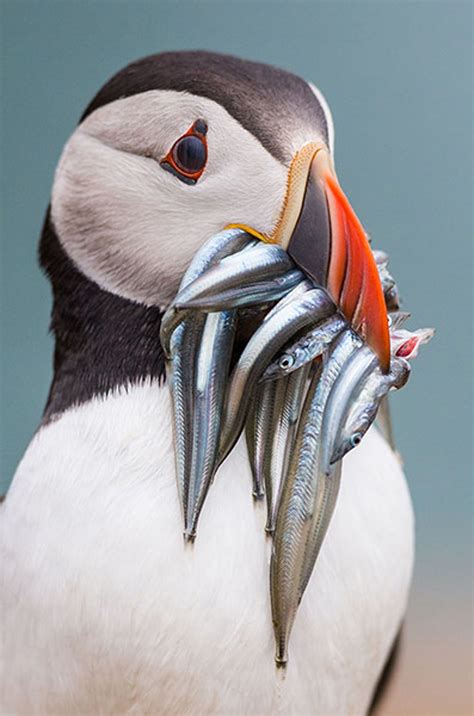 A Horned Puffin Got Some Food Rpics