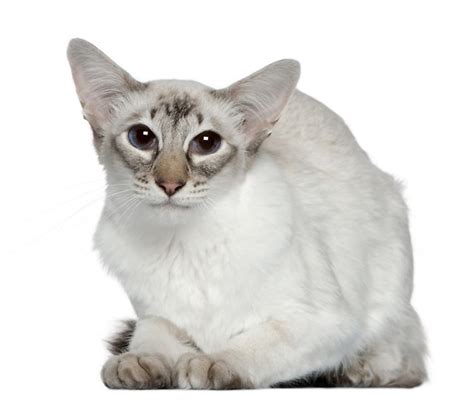 Kot Balinese Balijski Rasy Świat Kotów Wiedza Biologia