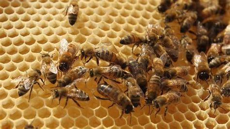 Canadian Nabbed In Alleged 180m Honey Import Scheme Cbc News