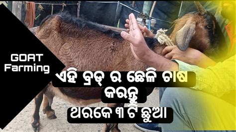 Black Bengals Goat Breed Most Profitable Goat Ro Rintu Farming Of