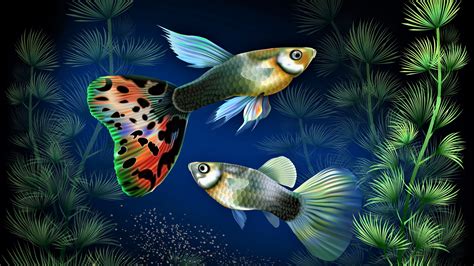 Animal Fish 4k Ultra Hd Wallpaper