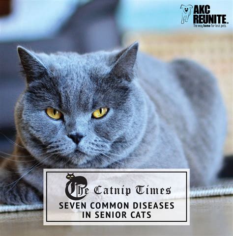 Seven Common Diseases In Senior Cats Akc Reunite