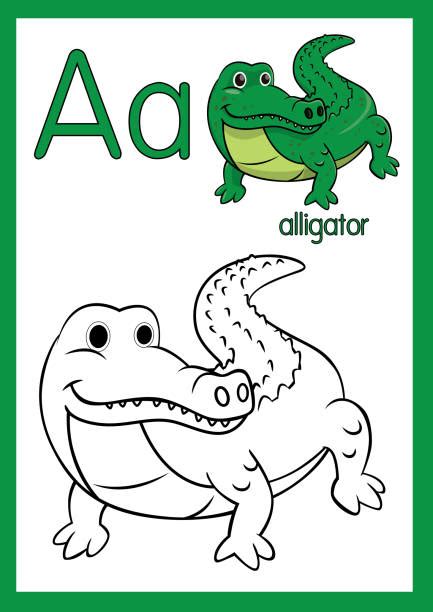Alligator Coloring Book Illustrations Royalty Free Vector Graphics