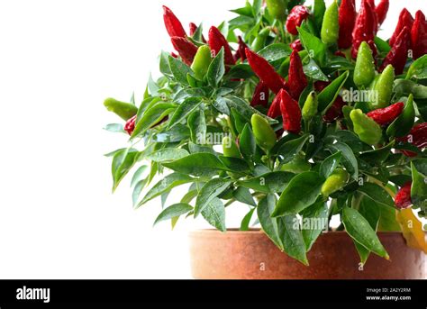 Ornamental Chili Peppers Plant In Pot Isolated On A White Background