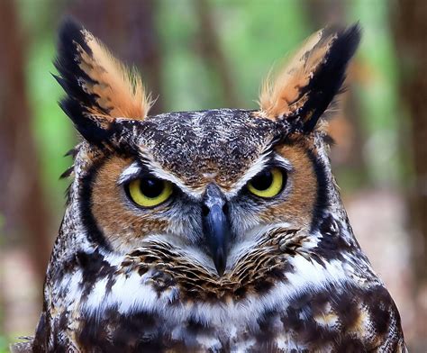 Traditional Owl Head