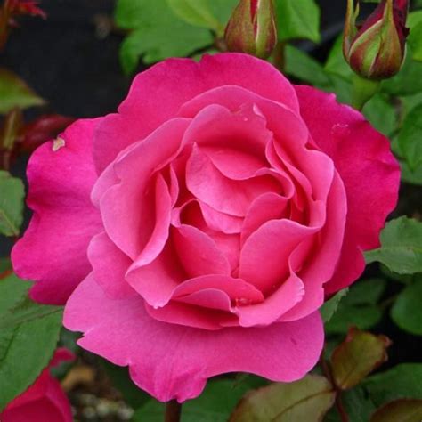 taplant rose dolly