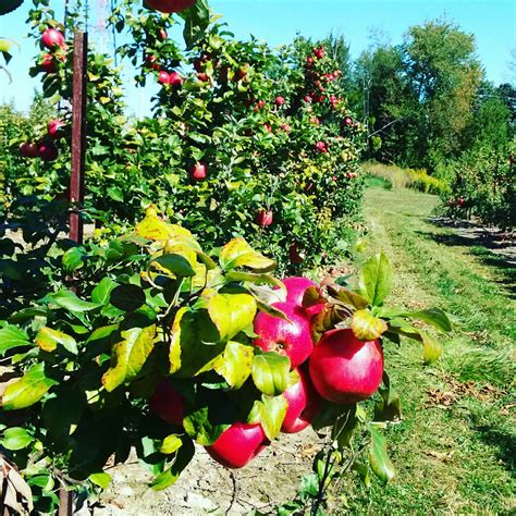 Sietsema Orchards Announces Closure Grand Rapids Magazine