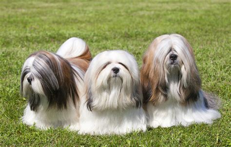 Lhasa Apso Dogs Dog Breeds