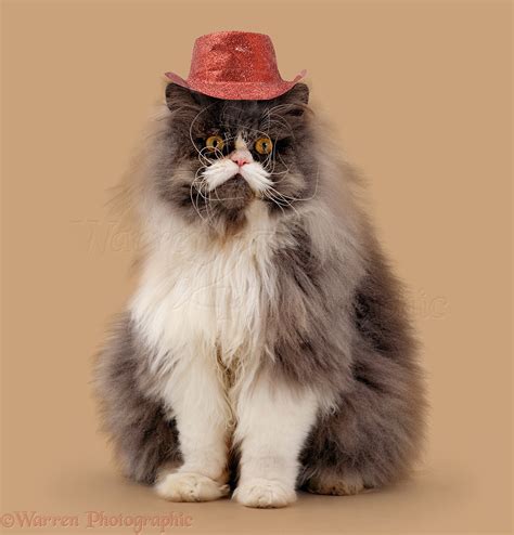 Persian Male Cat Wearing A Cowboy Hat Photo Wp42611