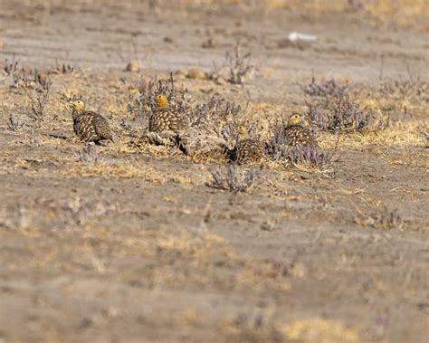 Sand Grouse In A Desert Enjoying Stock Photo Image Of Spotted Stare