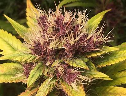 Marijuana Purple Colorful Weed Cannabis Boulder Kush