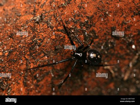 False Black Widow Spider Steatoda Grossa Single Adult In An Empty