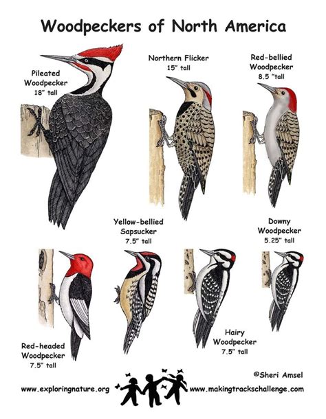 Great Woodpecker Comparison Chart Modern Design Backyard Birds