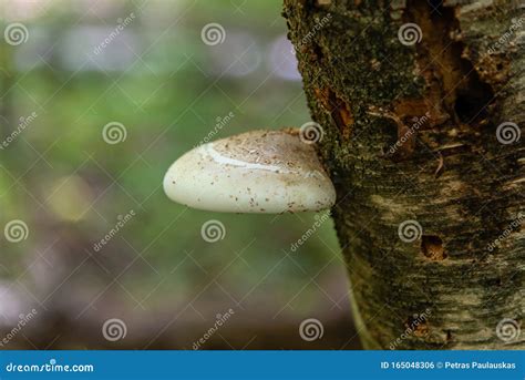 Forest Mushrooms Growing On The Trees Polyporaceae Stock Photo Image