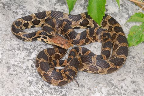 Eastern Fox Snake Facts And Pictures Reptile Fact