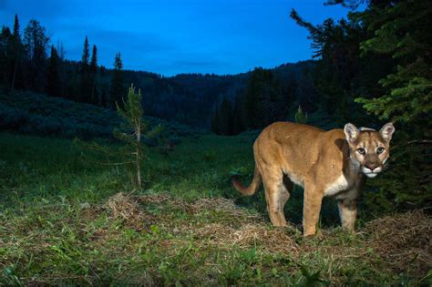Fairfax County Authorities Set Up Cameras After Possible Cougar Sightings On Old Mount Vernon