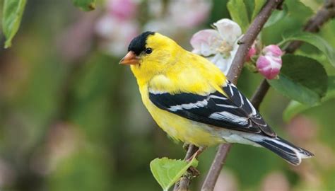 Goldfinches Wild Birds Unlimited Wild Birds Unlimited