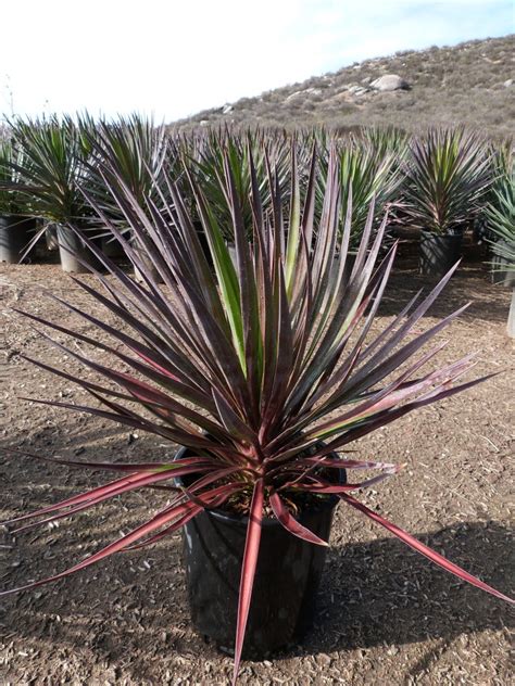 Naturehills.com has been visited by 10k+ users in the past month Yucca aloifolia - T-Y Nursery