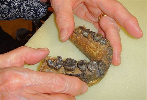 Ur 501 Original Specimen The Oldest Fossil Of Genus Homo Homo