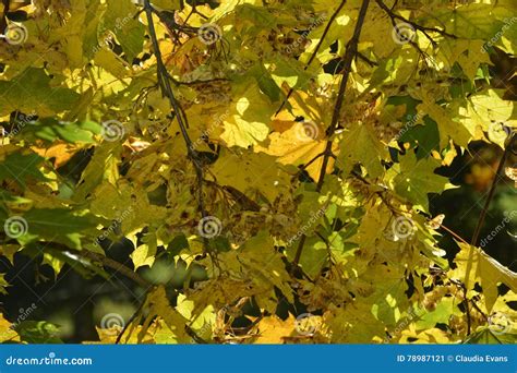 Autumn Leaves Hanging On Tree Branch Stock Image Image Of Magic