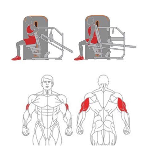 Seated Dip Muscles Worked Ubicaciondepersonascdmxgobmx