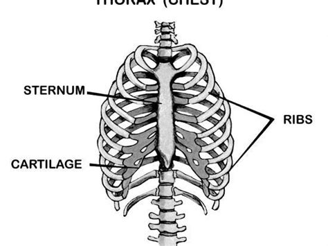 The rib cage can be divided into three different parts; Thorax Chest Labeled Rib Cage Sternum Photographic Print ...