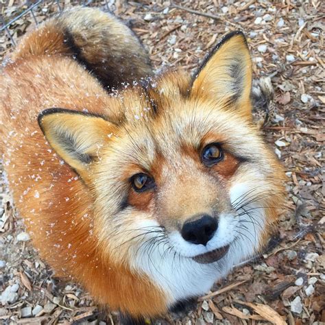 23+ Exotic Pets For Sale Michigan - Wayang Pets