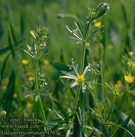 http://www.hlasek.com/galium_tricornutum_4767.html