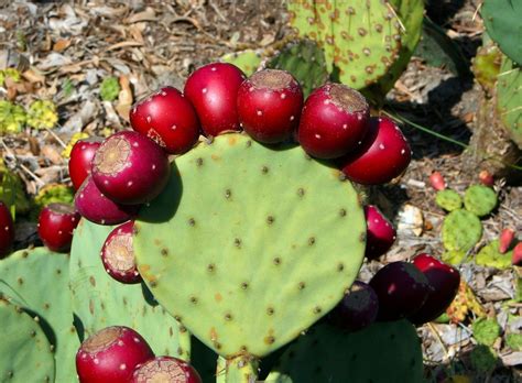Are all cactus fruit edible. Free photo: Cactus, Prickly Pear, Thorny - Free Image on ...