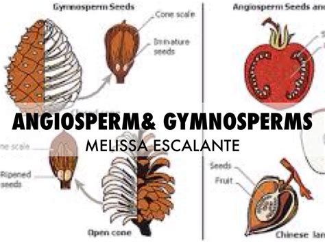 Angiospermand Gymnosperms By Melissa Escalante