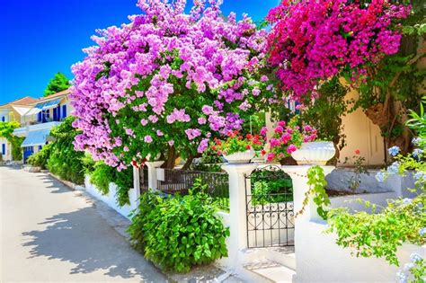 Šta Treba Da Ima Svako Dvorište Cveće Koje čuva Kuću I Ukućane Donosi