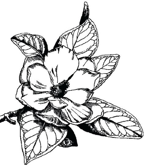This is a magnificent tree for planting as a specimen in the. Magnolia Tree Drawing | Free download on ClipArtMag