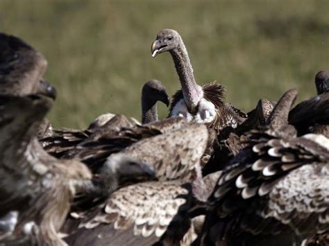 Kenya Says 40 Vultures Died In February After Poisoning