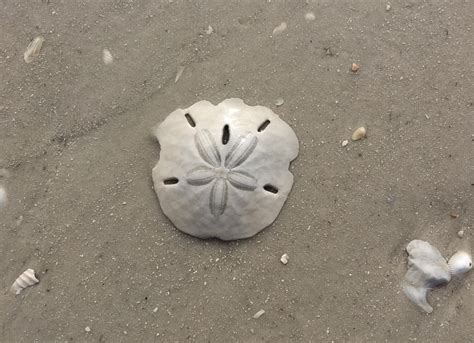Everything You Need To Know About The Sand Dollar Shelling The Sand