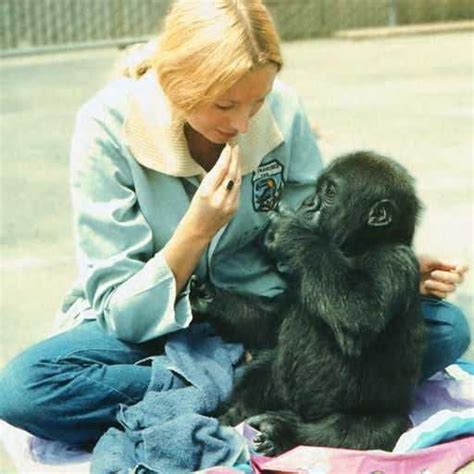 The Story Of Koko The Gorilla Tony Hakim Animals Koko Gorilla