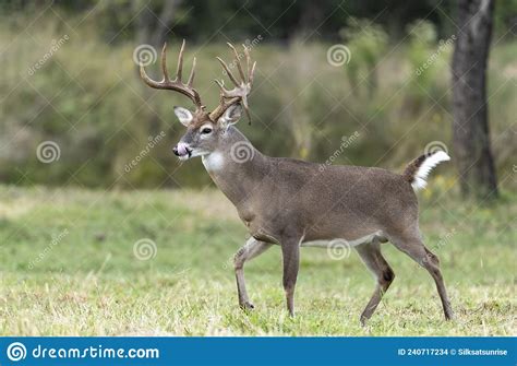 Whitetail Deer Buck In Texas Farmland Stock Photo Image Of Refuge