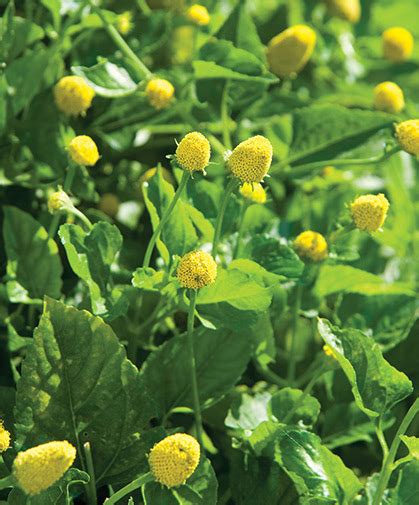 Spilanthes Toothache Plant Key Growing Information From Johnnys