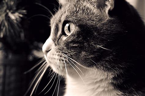 Cat Cute Black And White Free Image Download